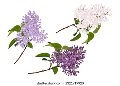 Set of hand drawn branches of purple and white lilac flowers isolated on a white background.