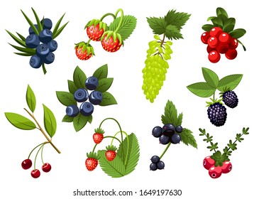 Set of hand drawn branchs currant, grapes