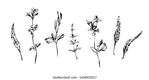 Set of hand drawn brush paint weed plants. Grunge style abstract elements for design painted by ink. Black isolated herbs and flowers vector on white background.