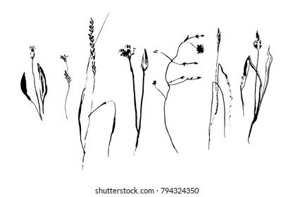 Set of hand drawn brush paint weed field herbs and flowers. Grunge style elements for design painted by ink. Black isolated vector on white background.