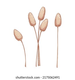 Set of hand drawn bunny tail grass isolated on white background. Vector illustration in sketch style