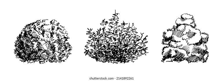 Set Of Hand Drawn Bushes, Dendrology Sketch Collection, Graphic Template.