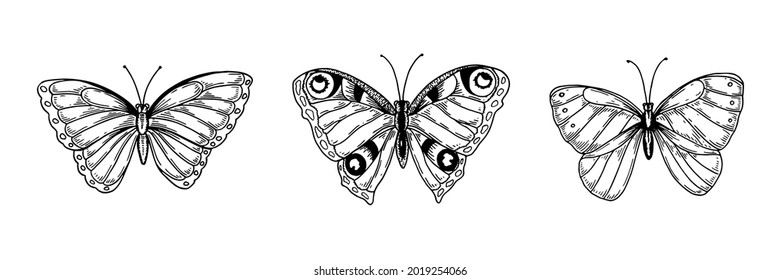 Set of hand drawn butterflies isolated of white. Vector illustration in sketch style