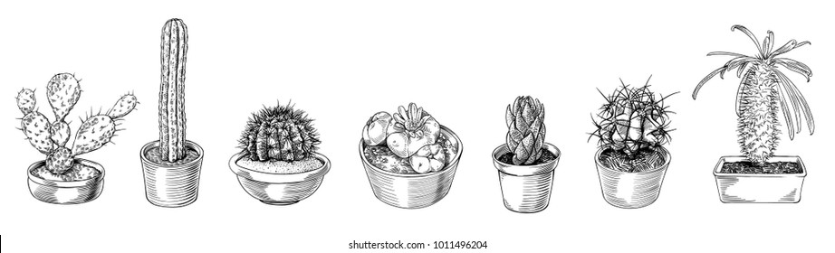 Set of hand drawn cactus. Detailed vector line art illustration