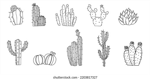 Set of hand drawn cactus. Doodle sketch. Collection of exotic plants. Vector linear illustration.Banner with cactus.