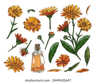 Set of hand drawn calendula flower elements. Isolated botanical plant elements. Pictures of yellow-orange flowers, green leaves, branches and petals. Applicable for beauty, health templates.
