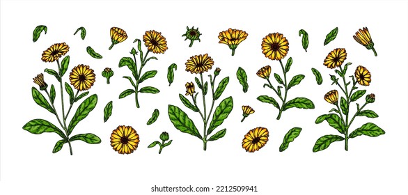 Set of hand drawn calendula flowering plants isolated on white background. Vector illustration in colored sketch style. Botanical design element