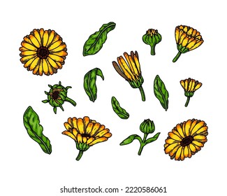 Set of hand drawn calendula flowering plants isolated on white background. Vector illustration in colored sketch style. Botanical design element