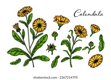 Set handgezeichnete Kalendula-Blütenpflanzen einzeln auf weißem Hintergrund. Vektorgrafik im farbigen Skizzenstil. Botanisches Konstruktionselement