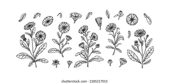 Set von handgezeichneten Kalendula-Blumen. Vektorgrafik auf Skizzenstift. Realistische detaillierte botanische Gestaltungselemente