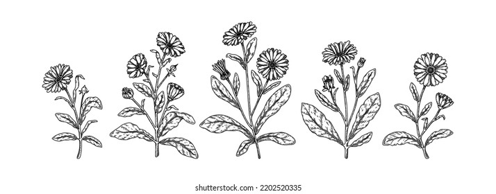 Set of hand drawn calendula flowers. Vector illustration in sketch stile. Realistic detailed botanical design elements