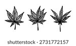 Set of hand drawn cannabis leaf Medicine marijuana Hemp leaves clipart in doodle style Single element for print, web, design, decor