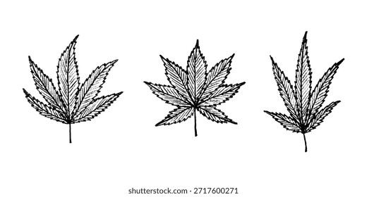 Conjunto de hoja de cannabis dibujado a mano Medicina marihuana Hojas de cáñamo Clipart en estilo doodle Un solo elemento para impresión, Web, diseño, decoración