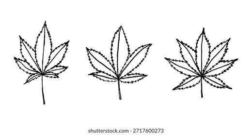 Conjunto de hoja de cannabis dibujado a mano Medicina marihuana Hojas de cáñamo Clipart en estilo doodle Un solo elemento para impresión, Web, diseño, decoración