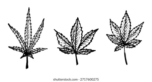 Conjunto de hoja de cannabis dibujado a mano Medicina marihuana Hojas de cáñamo Clipart en estilo doodle Un solo elemento para impresión, Web, diseño, decoración