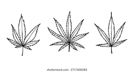 Conjunto de hoja de cannabis dibujado a mano Medicina marihuana Hojas de cáñamo Clipart en estilo doodle Un solo elemento para impresión, Web, diseño, decoración
