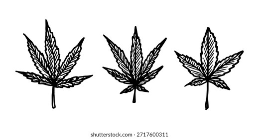 Conjunto de mão desenhada folha de maconha Medicina maconha cânhamo folhas clipart no estilo doodle Elemento único para impressão, web, design, decoração
