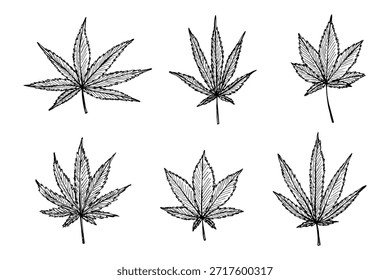 Conjunto de hoja de cannabis dibujado a mano Medicina marihuana Hojas de cáñamo Clipart en estilo doodle Un solo elemento para impresión, Web, diseño, decoración