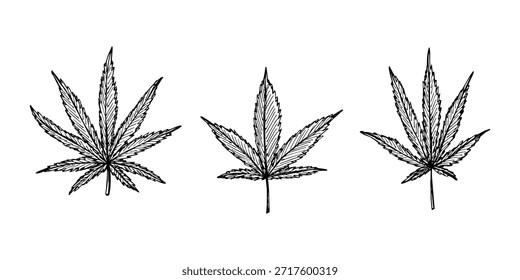 Conjunto de hoja de cannabis dibujado a mano Medicina marihuana Hojas de cáñamo Clipart en estilo doodle Un solo elemento para impresión, Web, diseño, decoración