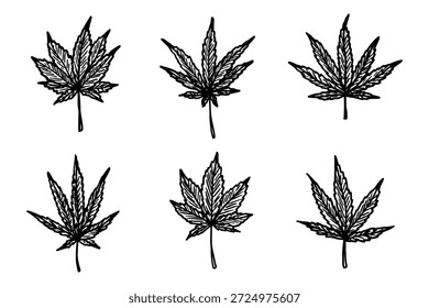Conjunto de mão desenhada folha de maconha Medicina maconha cânhamo folhas clipart no estilo doodle Elemento único para impressão, web, design, decoração