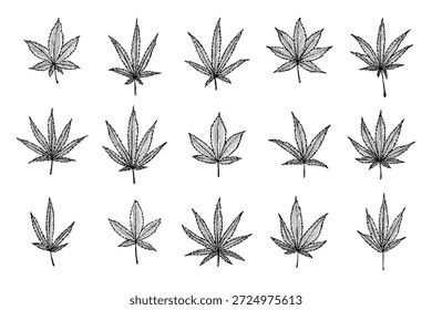 Conjunto de mão desenhada folha de maconha Medicina maconha cânhamo folhas clipart no estilo doodle Elemento único para impressão, web, design, decoração