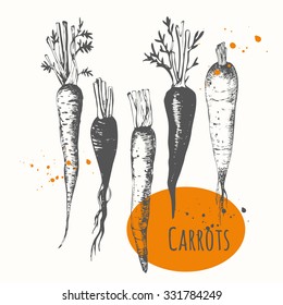 Set of hand drawn carrots. Black and white sketch food. Fresh organic. Vector illustration with vegetable.