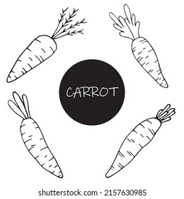 Set of hand drawn carrots in sketch doodle style for posters, recipe, culinary design, easter design, greeting cards. Isolated on white. Doodle vector illustration.