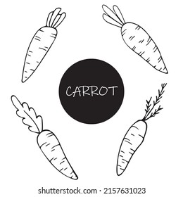 Set of hand drawn carrots in sketch doodle style for posters, recipe, culinary design, easter design, greeting cards. Isolated on white. Doodle vector illustration.
