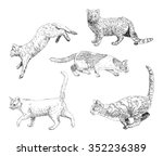 Set of hand drawn cats