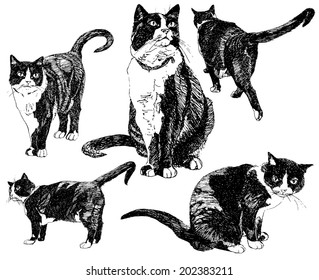 Set of hand drawn cats.