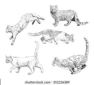 Set of hand drawn cats