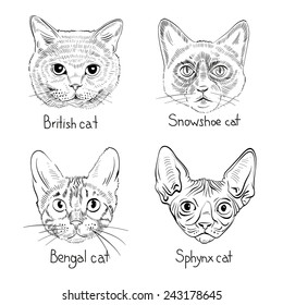 Set of hand drawn cats, vector illustration