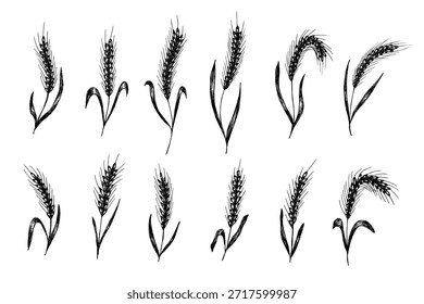Conjunto de mão desenhada trigo trigo trigo aveia centeio cevada espiguelha orelhas clipart Pão de trigo orgânico agricultura colheita comida saudável Elemento único para design impressão etiqueta decoração