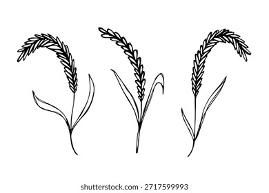 Conjunto de mão desenhada trigo trigo trigo aveia centeio cevada espiguelha orelhas clipart Pão de trigo orgânico agricultura colheita comida saudável Elemento único para design impressão etiqueta decoração
