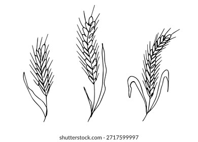 Conjunto de mão desenhada trigo trigo trigo aveia centeio cevada espiguelha orelhas clipart Pão de trigo orgânico agricultura colheita comida saudável Elemento único para design impressão etiqueta decoração