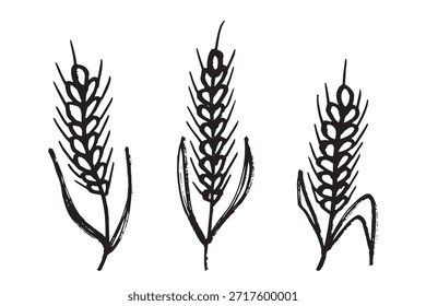 Conjunto de mão desenhada trigo trigo trigo aveia centeio cevada espiguelha orelhas clipart Pão de trigo orgânico agricultura colheita comida saudável Elemento único para design impressão etiqueta decoração