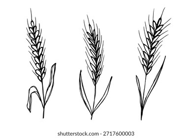 Set of hand drawn cereal wheat oat rye barley rice ears spikelet clipart Organic wheat bread agriculture farming harvest healthy food Single element for design print packaging label decor