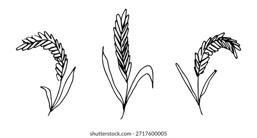 Conjunto de mão desenhada trigo trigo trigo aveia centeio cevada espiguelha orelhas clipart Pão de trigo orgânico agricultura colheita comida saudável Elemento único para design impressão etiqueta decoração