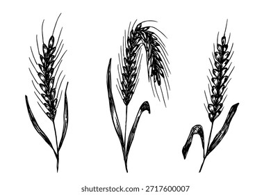 Set handgezeichnete Getreide Weizen Hafer Roggen Gerste Reis Ohren Spikelet Clipart Bio Weizenbrot Landwirtschaft Ernte gesunde Lebensmittel Einzelelement für Design Print Verpackung Etikett Dekor