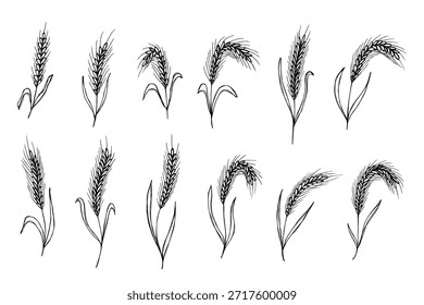 Conjunto de mão desenhada trigo trigo trigo aveia centeio cevada espiguelha orelhas clipart Pão de trigo orgânico agricultura colheita comida saudável Elemento único para design impressão etiqueta decoração