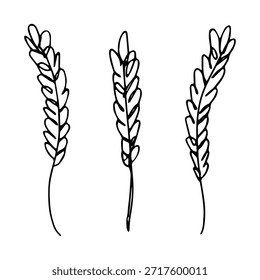 Conjunto de mão desenhada trigo trigo trigo aveia centeio cevada espiguelha orelhas clipart Pão de trigo orgânico agricultura colheita comida saudável Elemento único para design impressão etiqueta decoração
