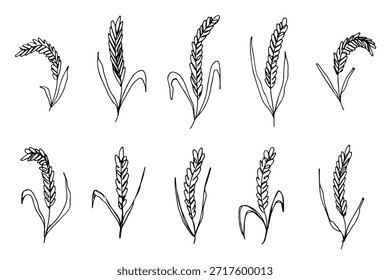 Set of hand drawn cereal wheat oat rye barley rice ears spikelet clipart Organic wheat bread agriculture farming harvest healthy food Single element for design print packaging label decor