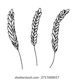 Conjunto de mão desenhada trigo trigo trigo aveia centeio cevada espiguelha orelhas clipart Pão de trigo orgânico agricultura colheita comida saudável Elemento único para design impressão etiqueta decoração