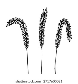 Conjunto de mão desenhada trigo trigo trigo aveia centeio cevada espiguelha orelhas clipart Pão de trigo orgânico agricultura colheita comida saudável Elemento único para design impressão etiqueta decoração