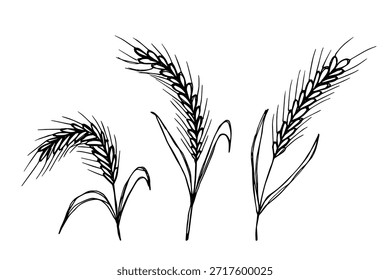 Conjunto de mão desenhada trigo trigo trigo aveia centeio cevada espiguelha orelhas clipart Pão de trigo orgânico agricultura colheita comida saudável Elemento único para design impressão etiqueta decoração