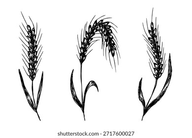 Conjunto de mão desenhada trigo trigo trigo aveia centeio cevada espiguelha orelhas clipart Pão de trigo orgânico agricultura colheita comida saudável Elemento único para design impressão etiqueta decoração