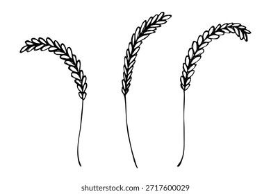 Conjunto de mão desenhada trigo trigo trigo aveia centeio cevada espiguelha orelhas clipart Pão de trigo orgânico agricultura colheita comida saudável Elemento único para design impressão etiqueta decoração