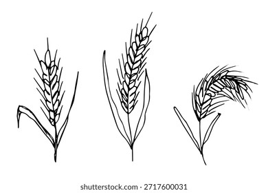 Conjunto de mão desenhada trigo trigo trigo aveia centeio cevada espiguelha orelhas clipart Pão de trigo orgânico agricultura colheita comida saudável Elemento único para design impressão etiqueta decoração