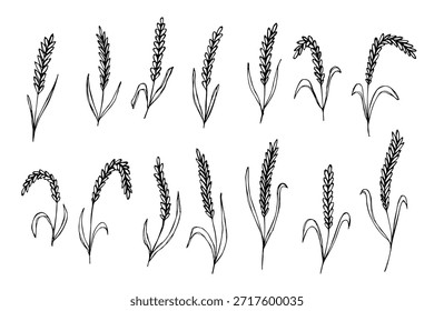 Conjunto de mão desenhada trigo trigo trigo aveia centeio cevada espiguelha orelhas clipart Pão de trigo orgânico agricultura colheita comida saudável Elemento único para design impressão etiqueta decoração