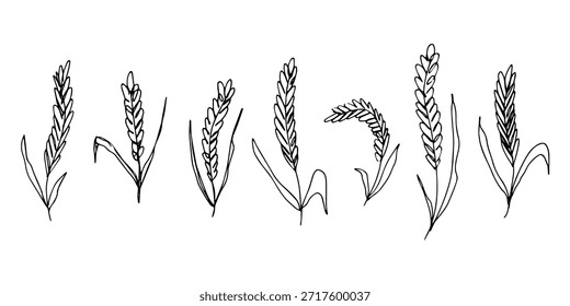 Set handgezeichnete Getreide Weizen Hafer Roggen Gerste Reis Ohren Spikelet Clipart Bio Weizenbrot Landwirtschaft Ernte gesunde Lebensmittel Einzelelement für Design Print Verpackung Etikett Dekor